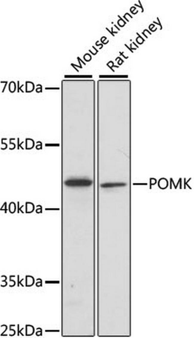 POMK Antibody in Western Blot (WB)