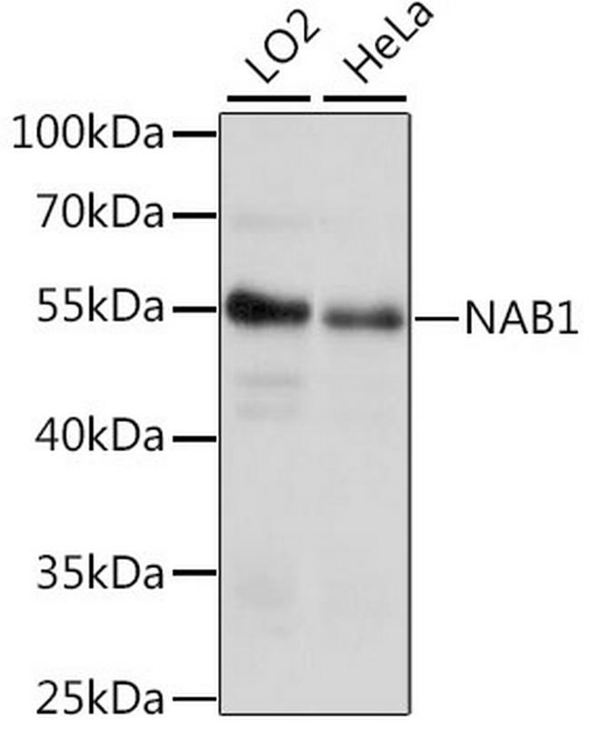 NAB1 Antibody in Western Blot (WB)