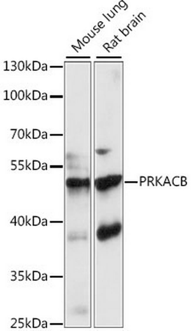 PKA beta Antibody in Western Blot (WB)