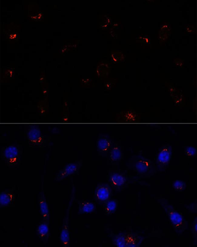 GOLGA5 Antibody in Immunocytochemistry (ICC/IF)