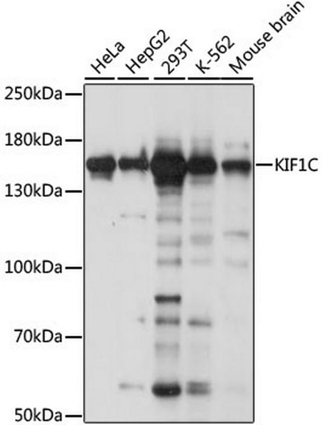 KIF1C Antibody in Western Blot (WB)