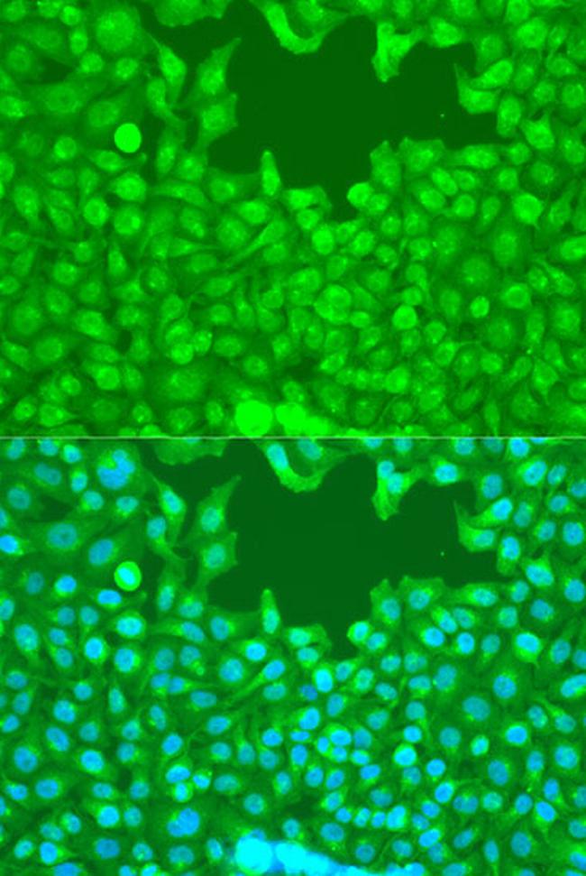 WWTR1 Antibody in Immunocytochemistry (ICC/IF)