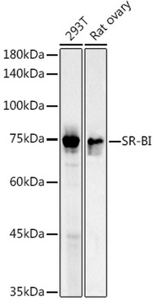 SR-BI Antibody in Western Blot (WB)