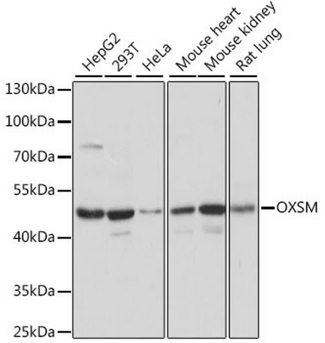 OXSM Antibody in Western Blot (WB)