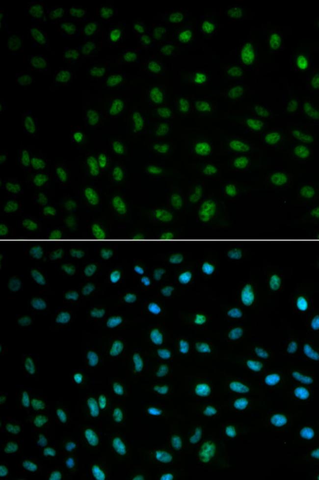 HuR Antibody in Immunocytochemistry (ICC/IF)