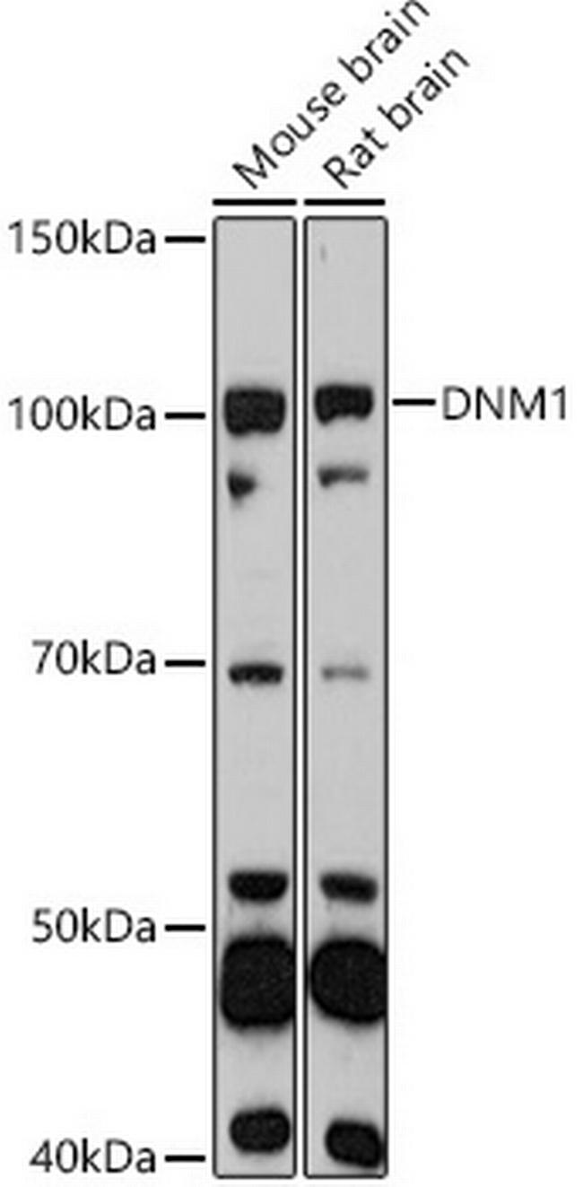 Dynamin 1 Antibody in Western Blot (WB)