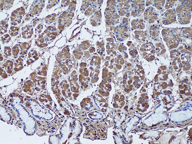 SFRP1 Antibody in Immunohistochemistry (Paraffin) (IHC (P))