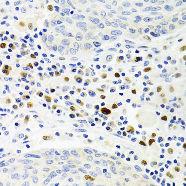 Gemin 2 Antibody in Immunohistochemistry (Paraffin) (IHC (P))