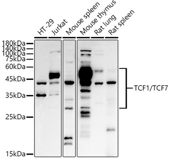 TCF7 Antibody in Western Blot (WB)