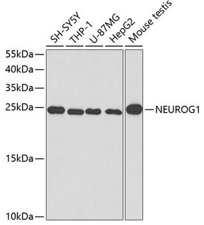 Neurogenin 1 Antibody in Western Blot (WB)