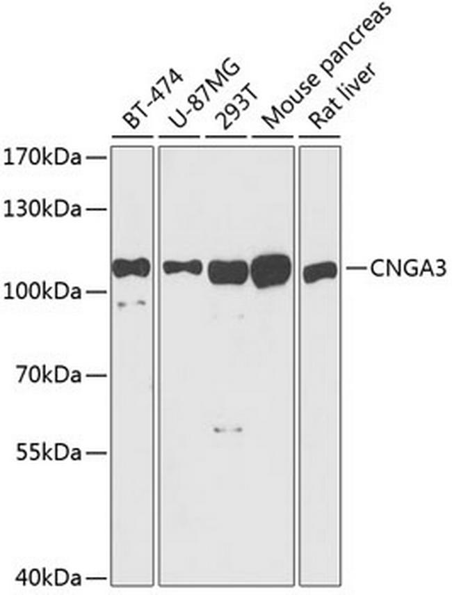 CNGA3 Antibody in Western Blot (WB)