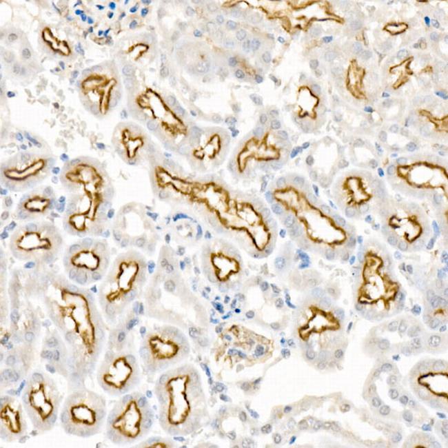 LRP2 Antibody in Immunohistochemistry (Paraffin) (IHC (P))