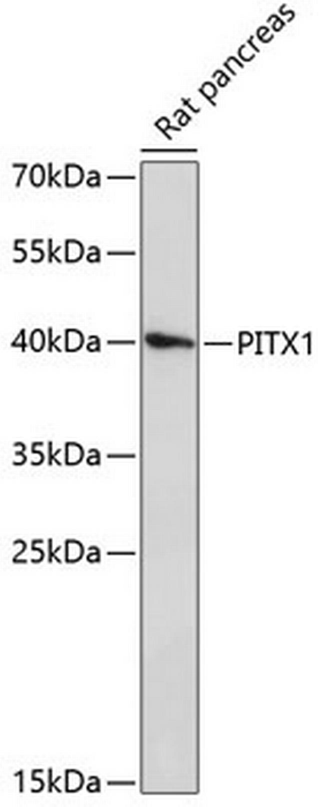 PITX1 Antibody in Western Blot (WB)