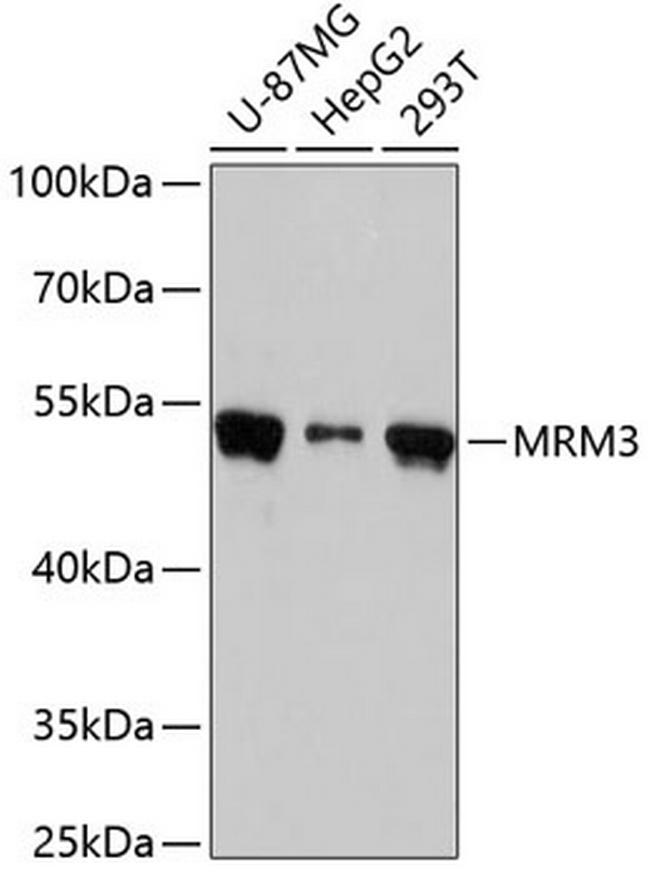 RNMTL1 Antibody in Western Blot (WB)