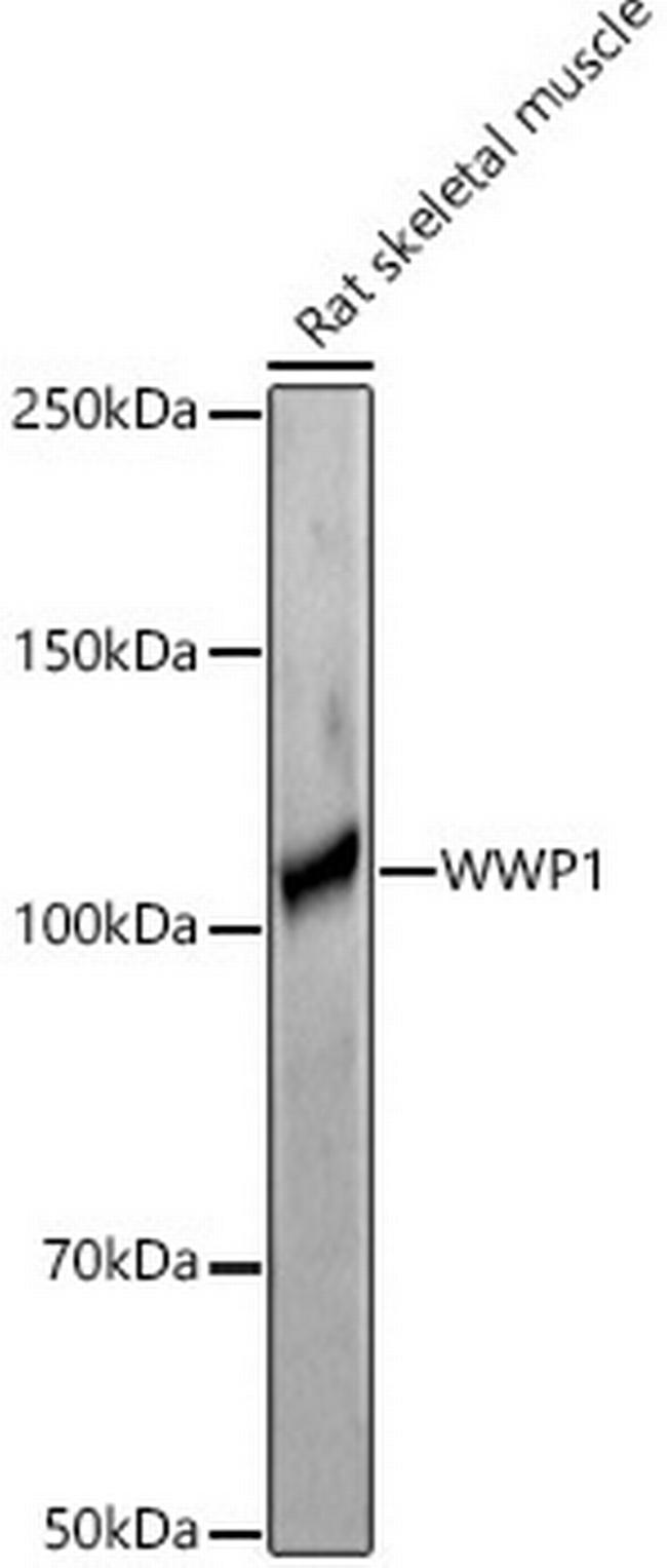 WWP1 Antibody in Western Blot (WB)