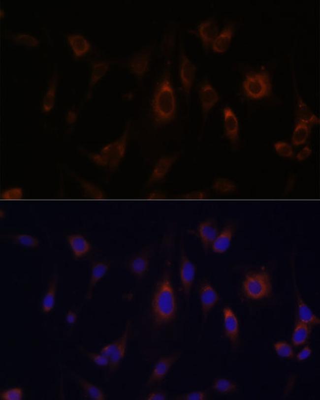 GLRX Antibody in Immunocytochemistry (ICC/IF)