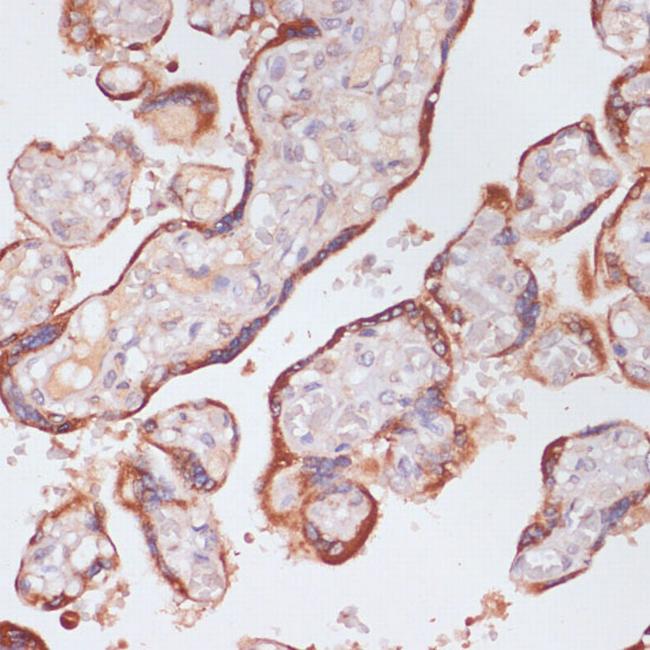 Plasma Kallikrein Antibody in Immunohistochemistry (Paraffin) (IHC (P))