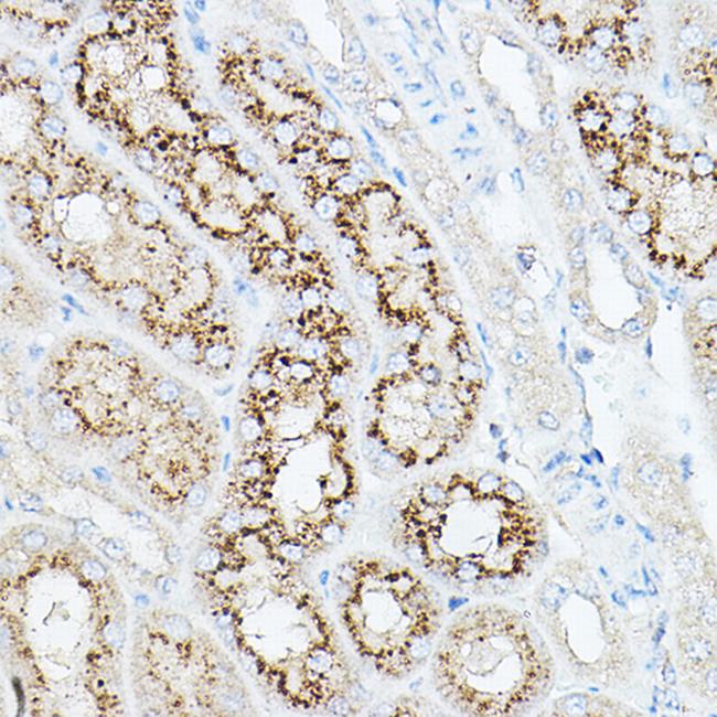 NEU1 Antibody in Immunohistochemistry (Paraffin) (IHC (P))