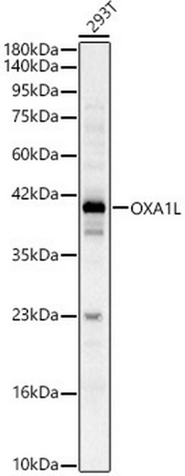 OXA1L Antibody in Western Blot (WB)