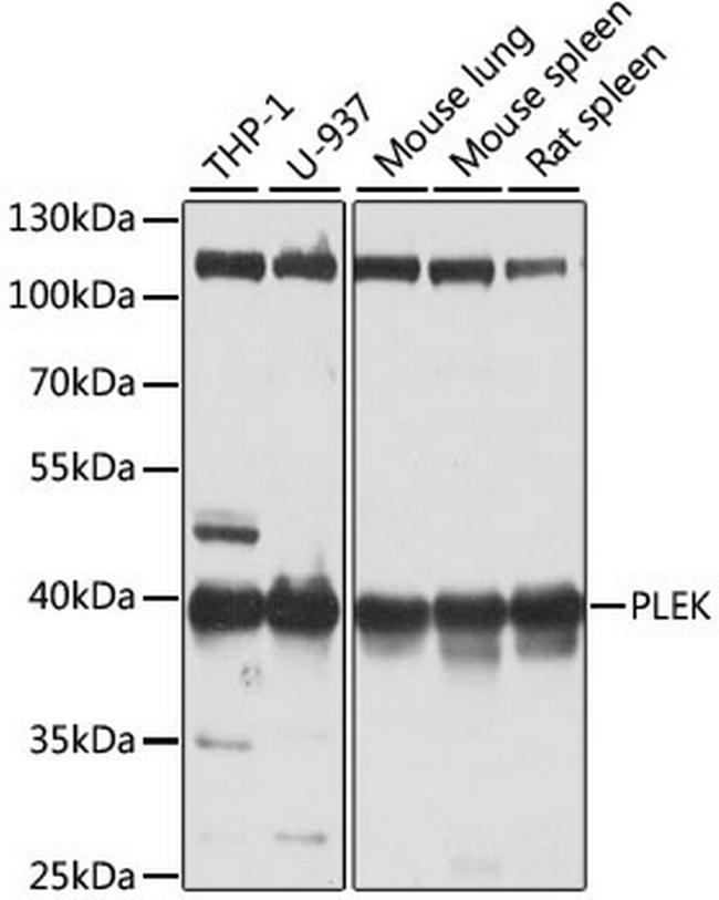 Pleckstrin Antibody in Western Blot (WB)