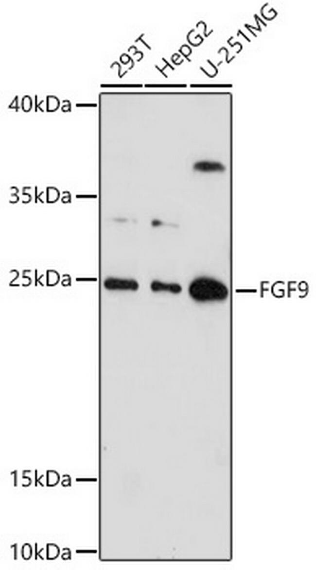 FGF9 Antibody in Western Blot (WB)