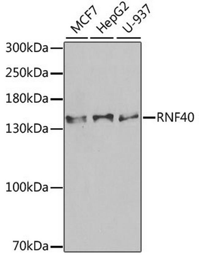 RNF40 Antibody in Western Blot (WB)