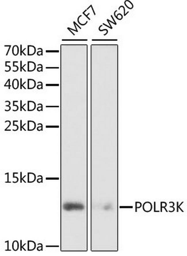 POLR3K Antibody in Western Blot (WB)