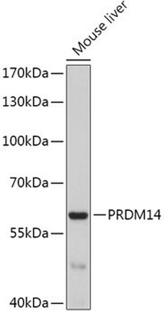 PRDM14 Antibody in Western Blot (WB)