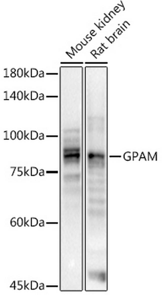 GPAM Antibody in Western Blot (WB)