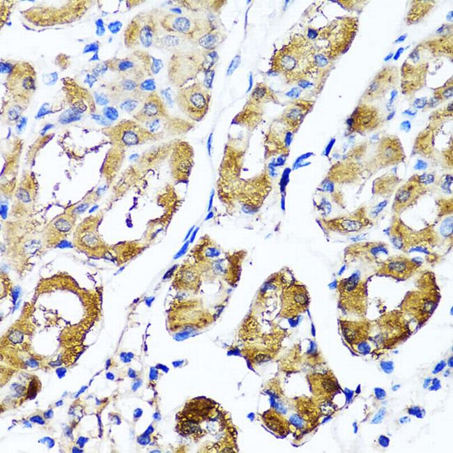 HYAL1 Antibody in Immunohistochemistry (Paraffin) (IHC (P))