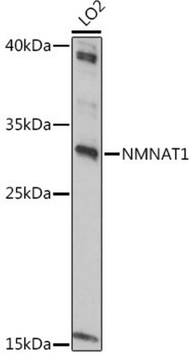 NMNAT1 Antibody in Western Blot (WB)