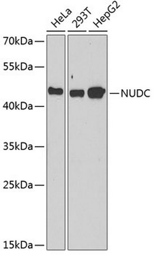 NUDC Antibody in Western Blot (WB)