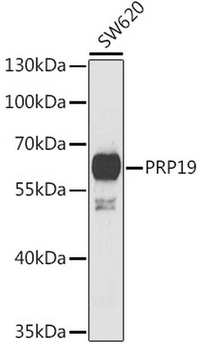 PRP19 Antibody in Western Blot (WB)