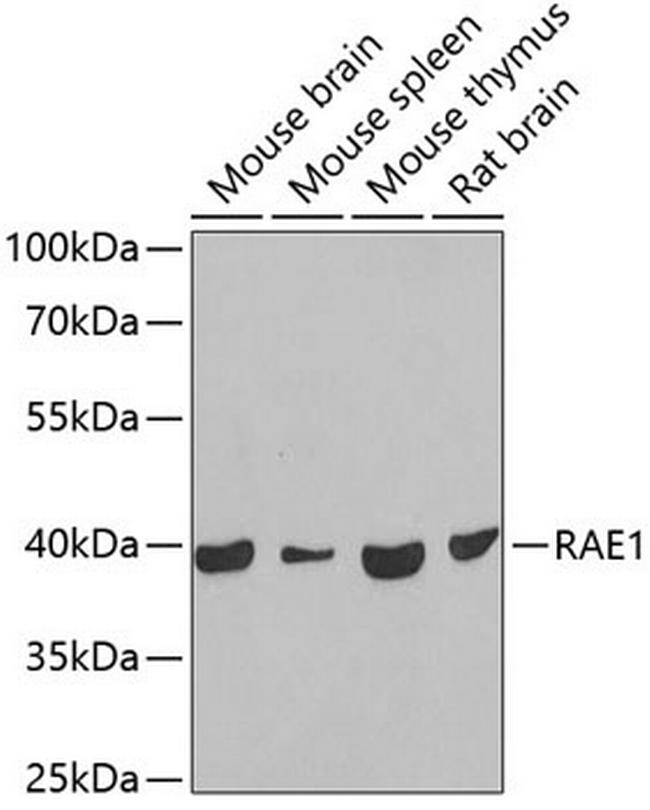 RAE1 Antibody in Western Blot (WB)