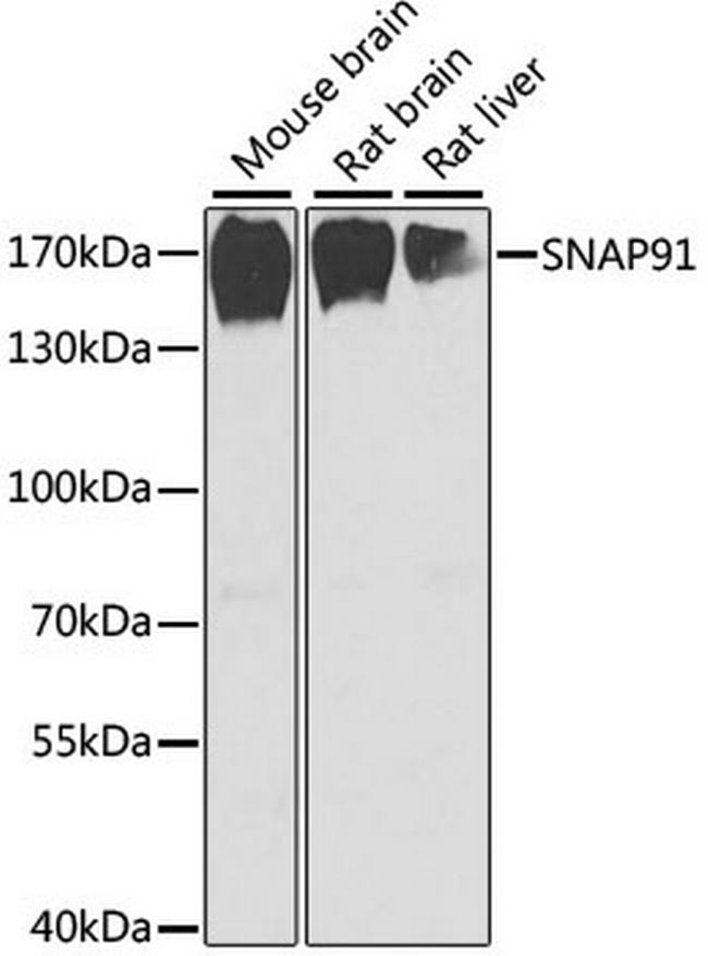 SNAP91 Antibody in Western Blot (WB)