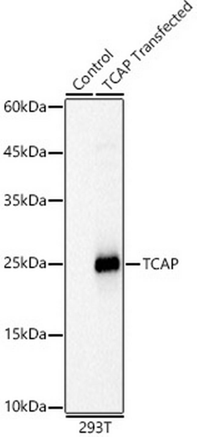 TCAP Antibody in Western Blot (WB)