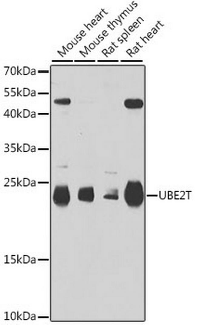 UBE2T Antibody in Western Blot (WB)