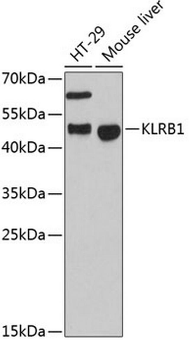 KLRB1 Antibody in Western Blot (WB)