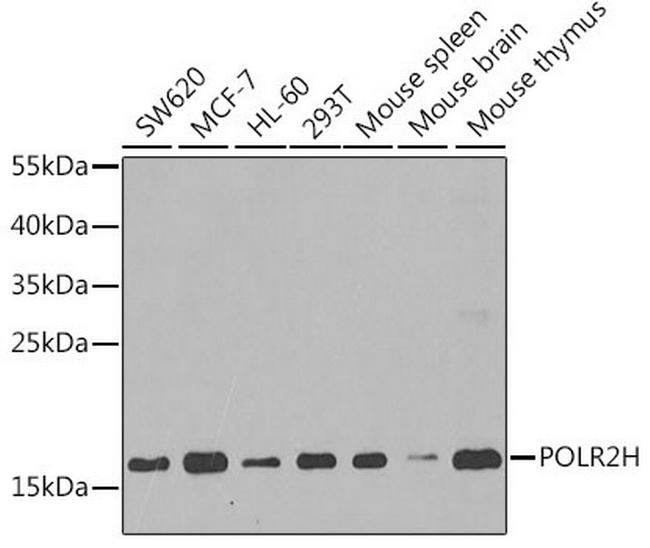 POLR2H Antibody in Western Blot (WB)