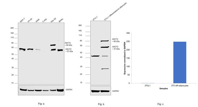 ASCT2 Antibody in Western Blot (WB)