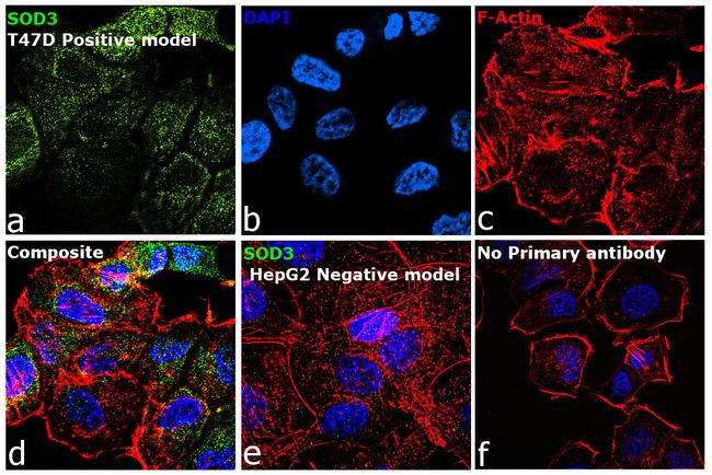 SOD3 Antibody in Immunocytochemistry (ICC/IF)