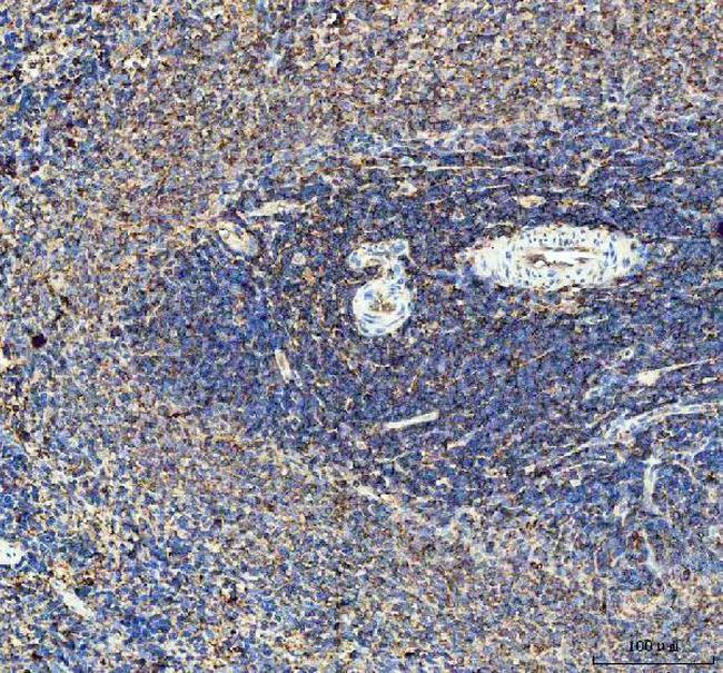 IL-10 Antibody in Immunohistochemistry (Paraffin) (IHC (P))