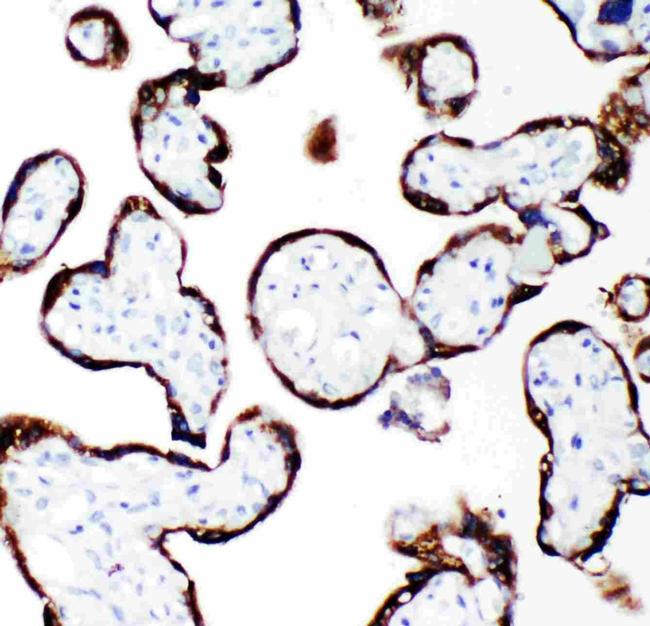 Growth Hormone Antibody in Immunohistochemistry (Paraffin) (IHC (P))