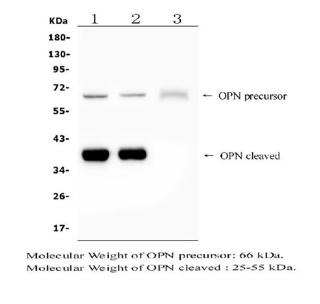 Osteopontin Antibody in Western Blot (WB)