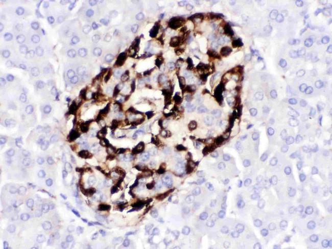 VIP Antibody in Immunohistochemistry (Paraffin) (IHC (P))