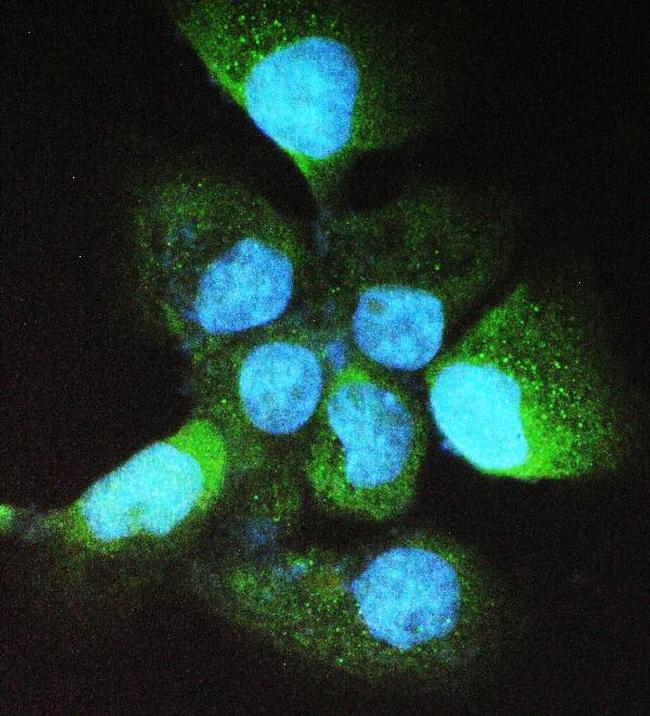 ADH5 Antibody in Immunocytochemistry (ICC/IF)