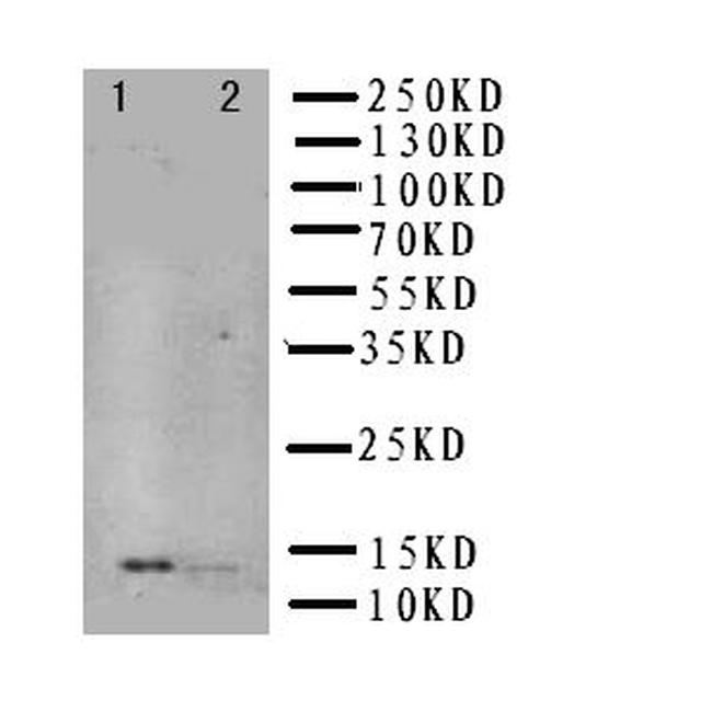 NGF Antibody in Western Blot (WB)