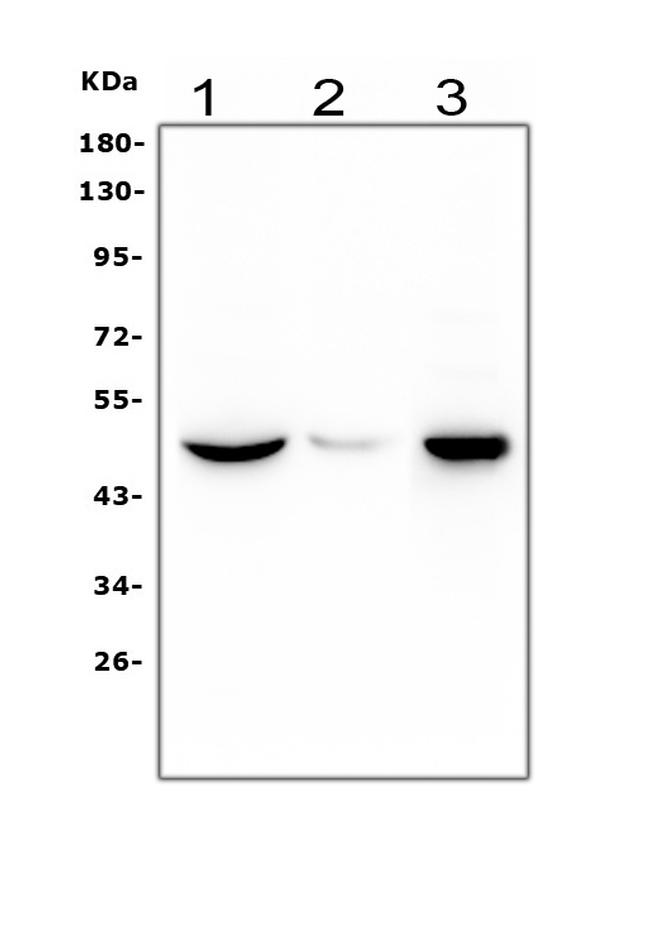 HRH3 Antibody in Western Blot (WB)