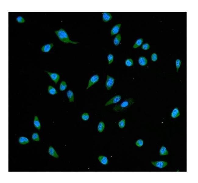 HSC70 Antibody in Immunocytochemistry (ICC/IF)