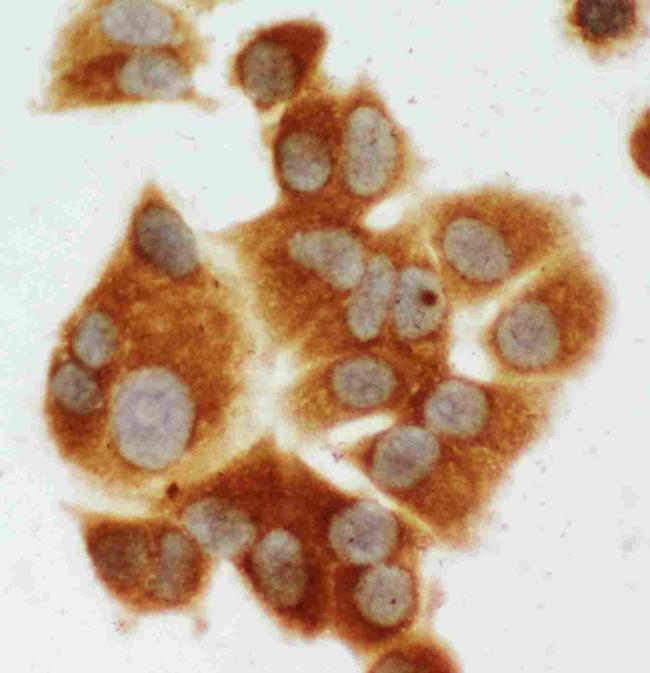 MEK1 Antibody in Immunocytochemistry (ICC/IF)